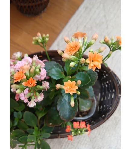 Amazon.co.jp: カランコエの苗 苗のみ 黄色 カット苗3本 : DIY・工具